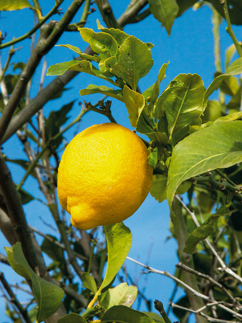 Photographie d'un citron de Menton - Crédit : APCM