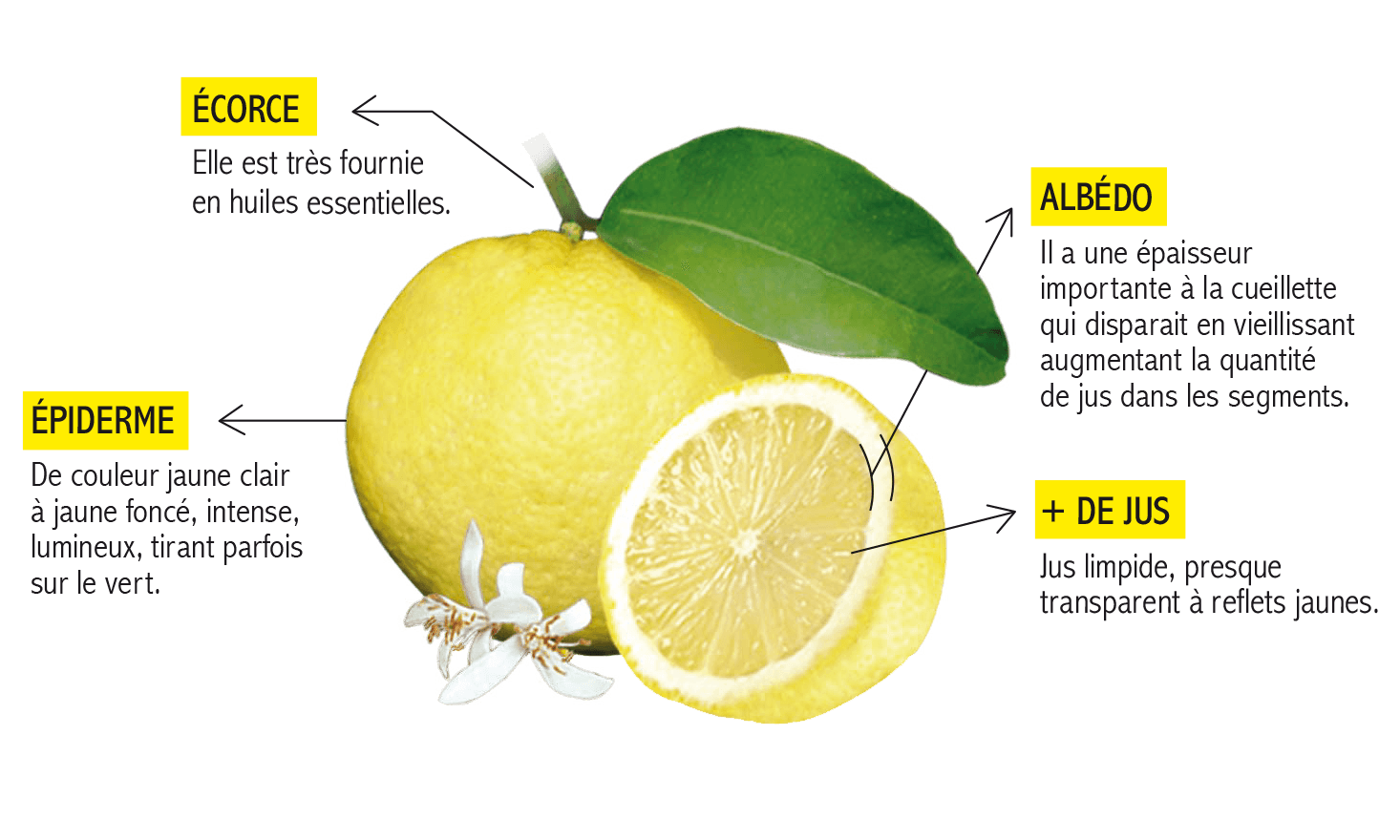 Pourquoi le citron de Menton est-il unique ? - Citron de Menton